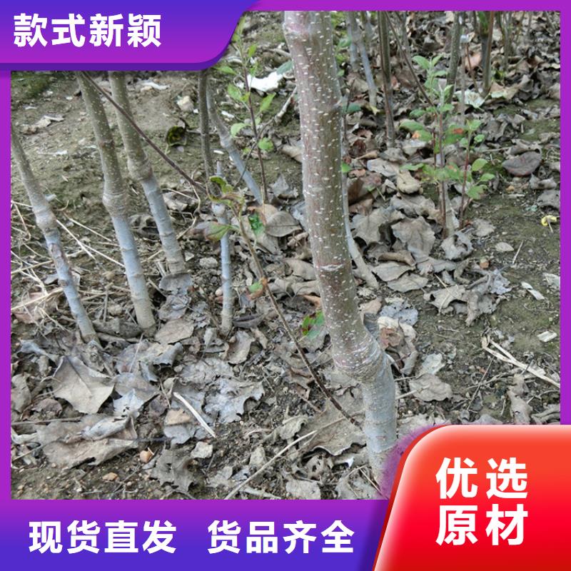 苹果,葡萄苗做工精细