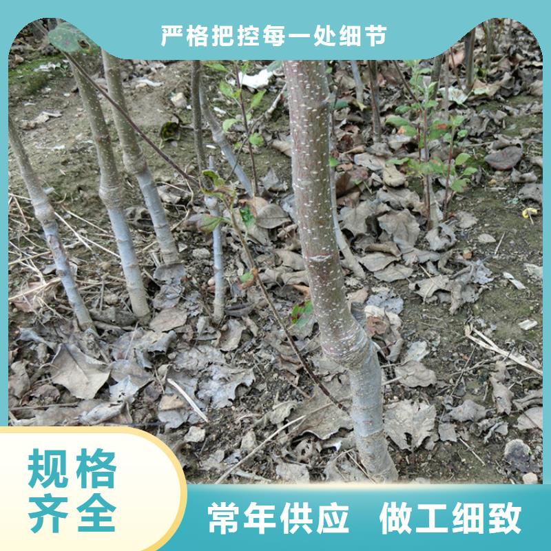 蘋果蘋果苗從源頭保證品質(zhì)