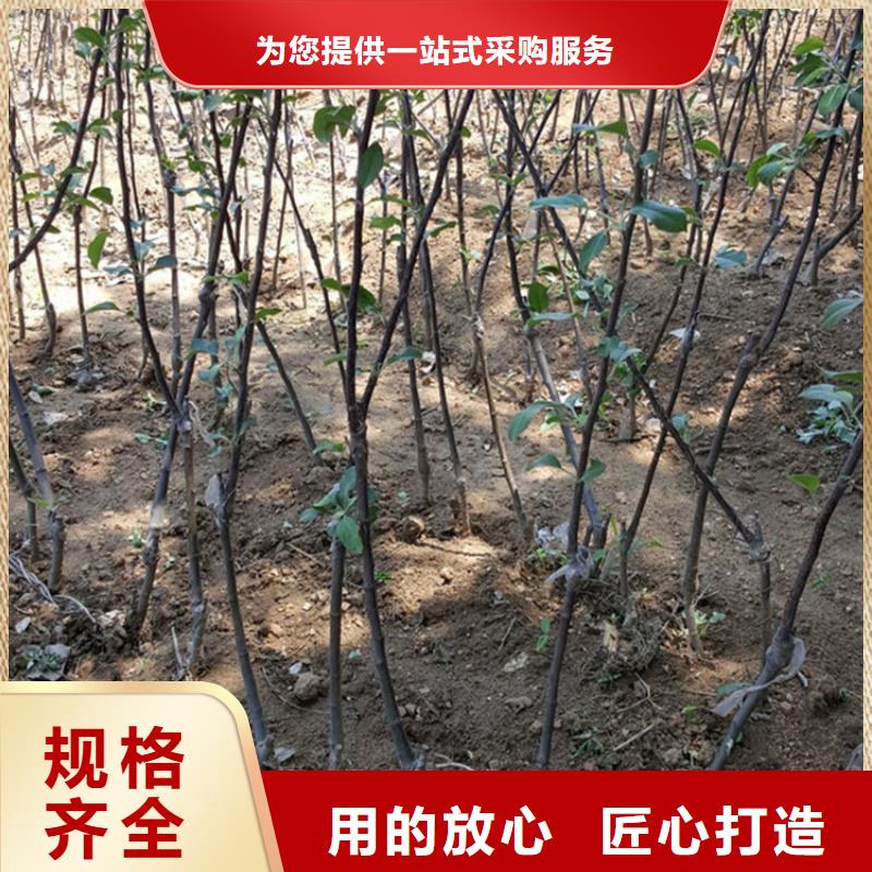 蘋果蘋果苗從源頭保證品質(zhì)