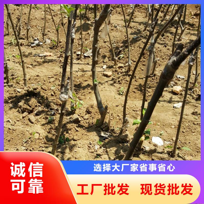 蘋果蘋果苗從源頭保證品質(zhì)