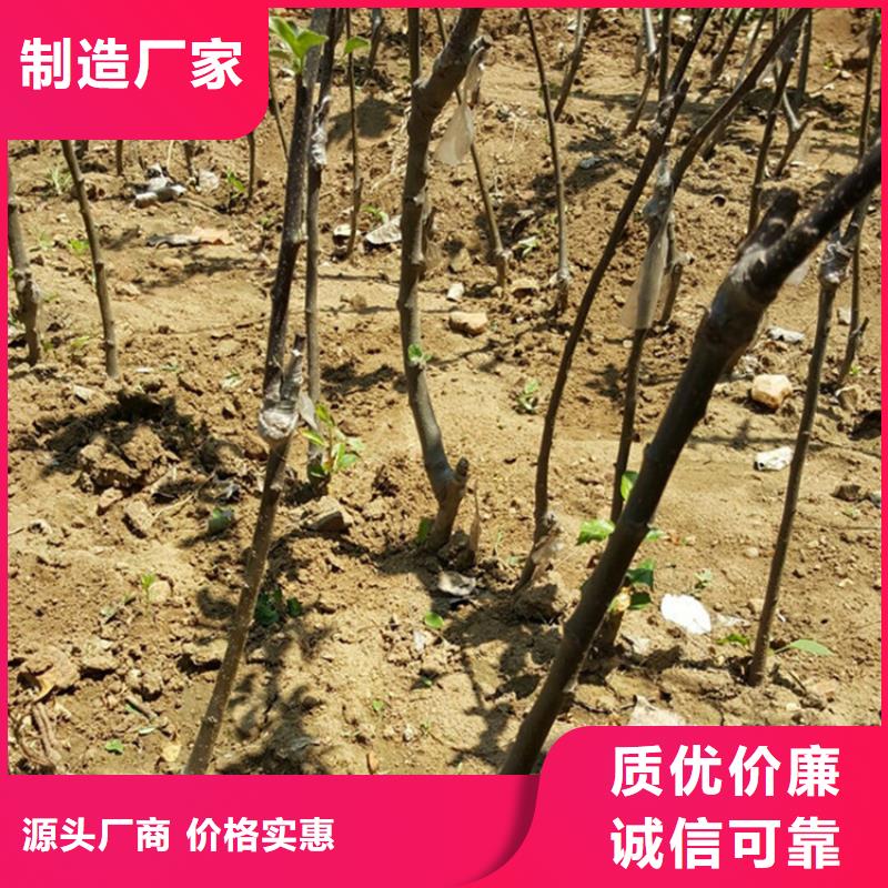 蘋果,櫻桃苗服務(wù)周到