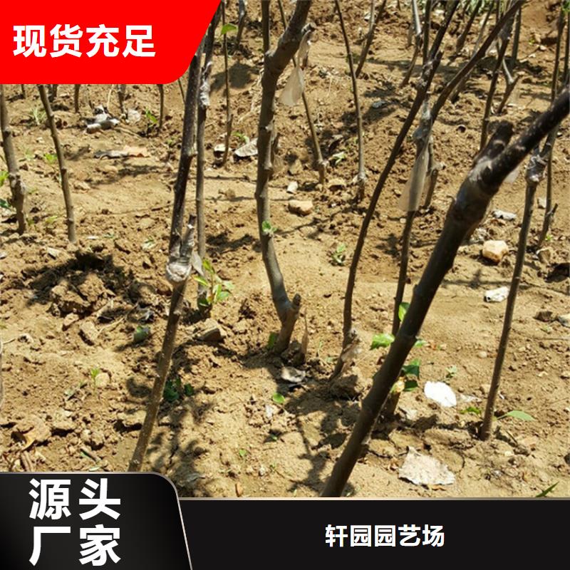 蘋果蘋果苗從源頭保證品質(zhì)