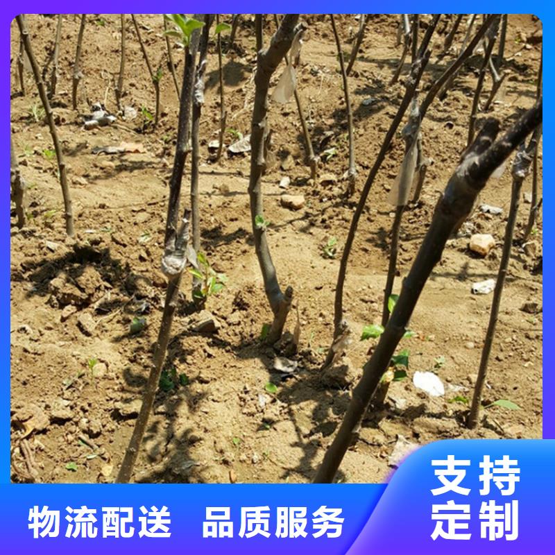 苹果桃树苗卓越品质保障