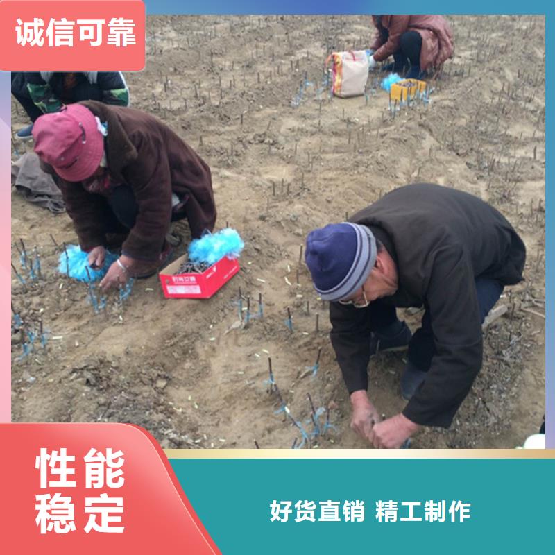 蘋果,櫻桃苗服務(wù)周到