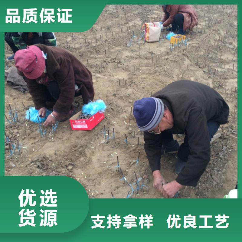 蘋果蘋果苗從源頭保證品質(zhì)