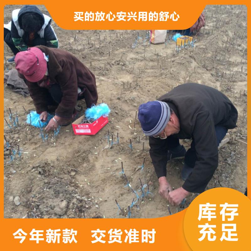 蘋果蘋果苗從源頭保證品質(zhì)