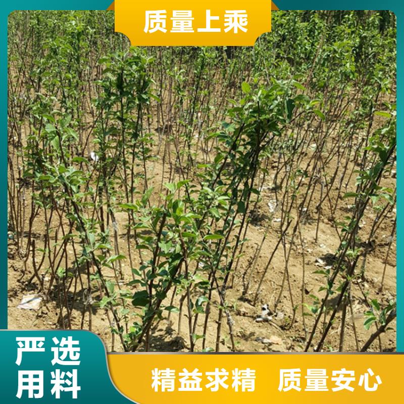 蘋果蘋果苗從源頭保證品質(zhì)