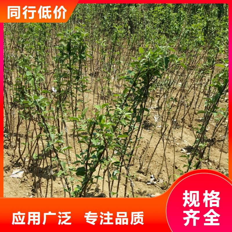 苹果桃树苗卓越品质保障