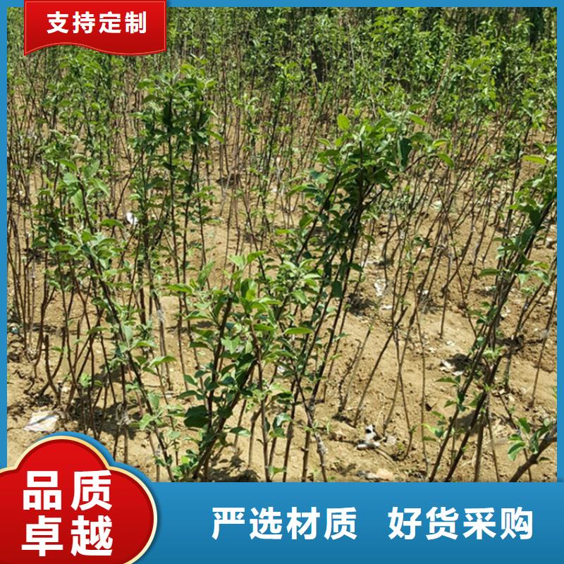 蘋果蘋果苗從源頭保證品質(zhì)