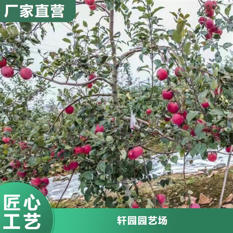 苹果,葡萄苗做工精细