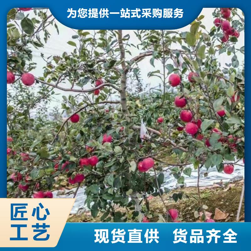 蘋果,櫻桃苗服務(wù)周到