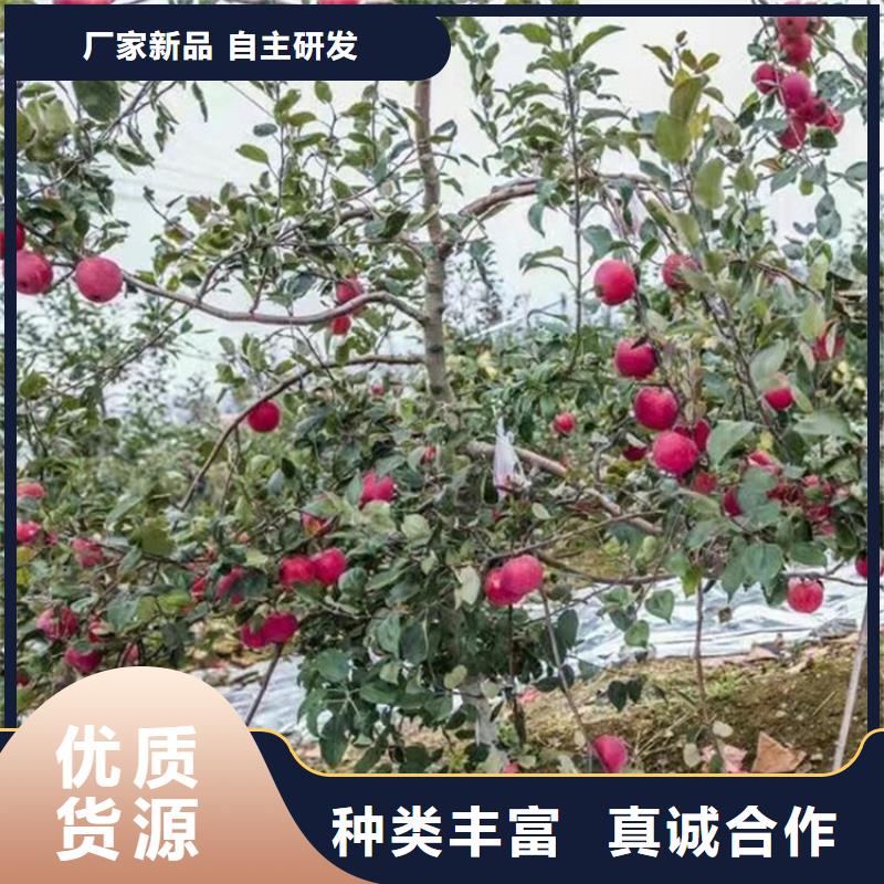 蘋果蘋果苗從源頭保證品質(zhì)
