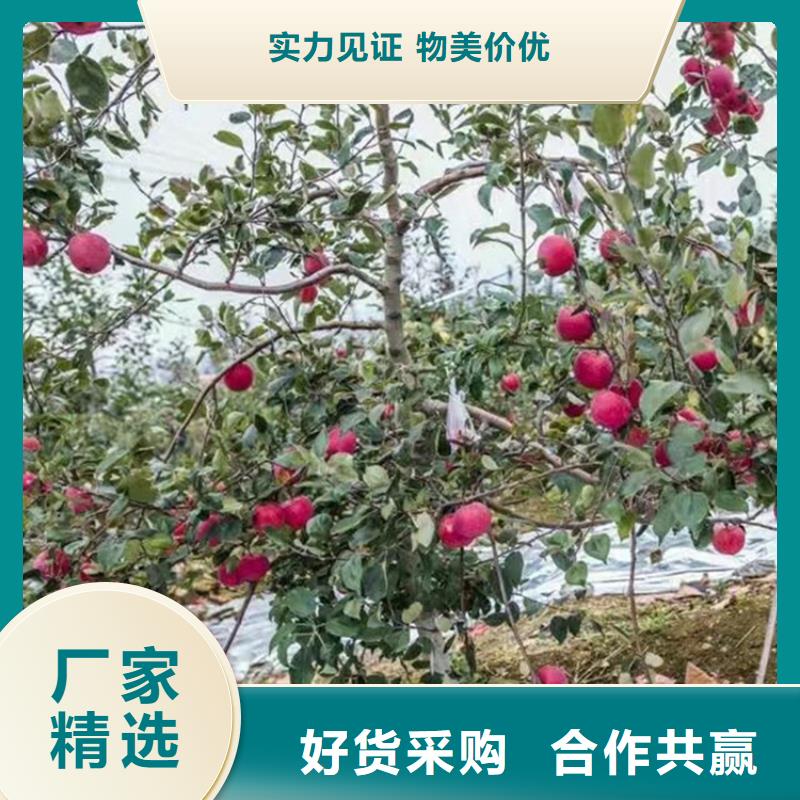 苹果桃树苗卓越品质保障