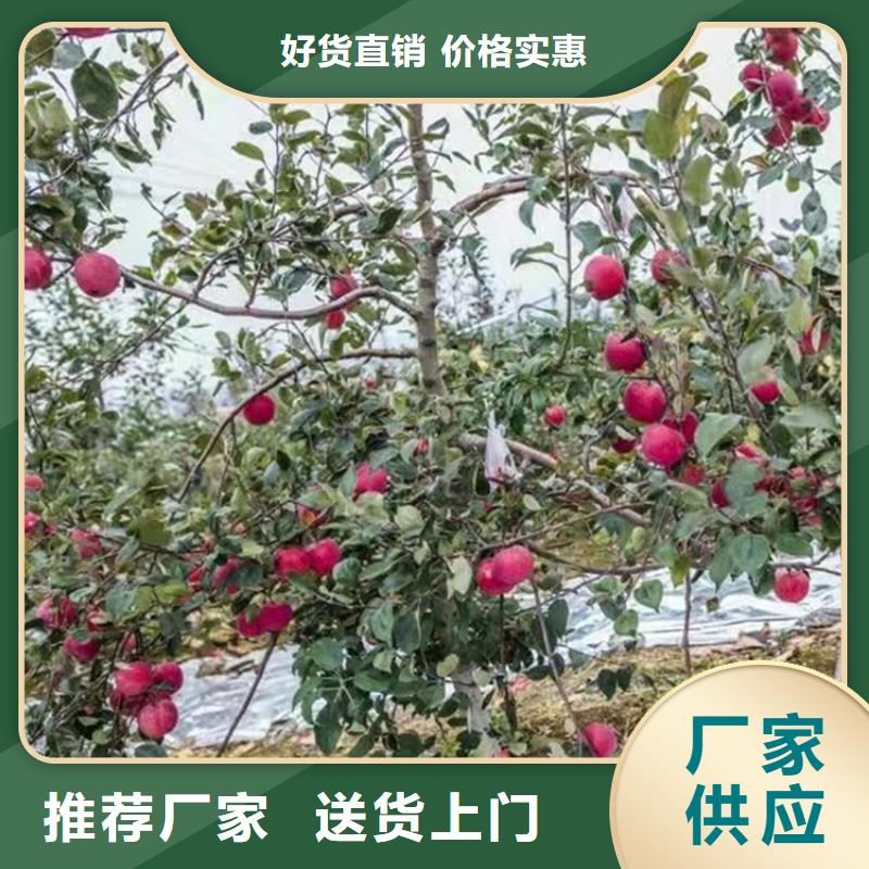 蘋果蘋果苗從源頭保證品質(zhì)