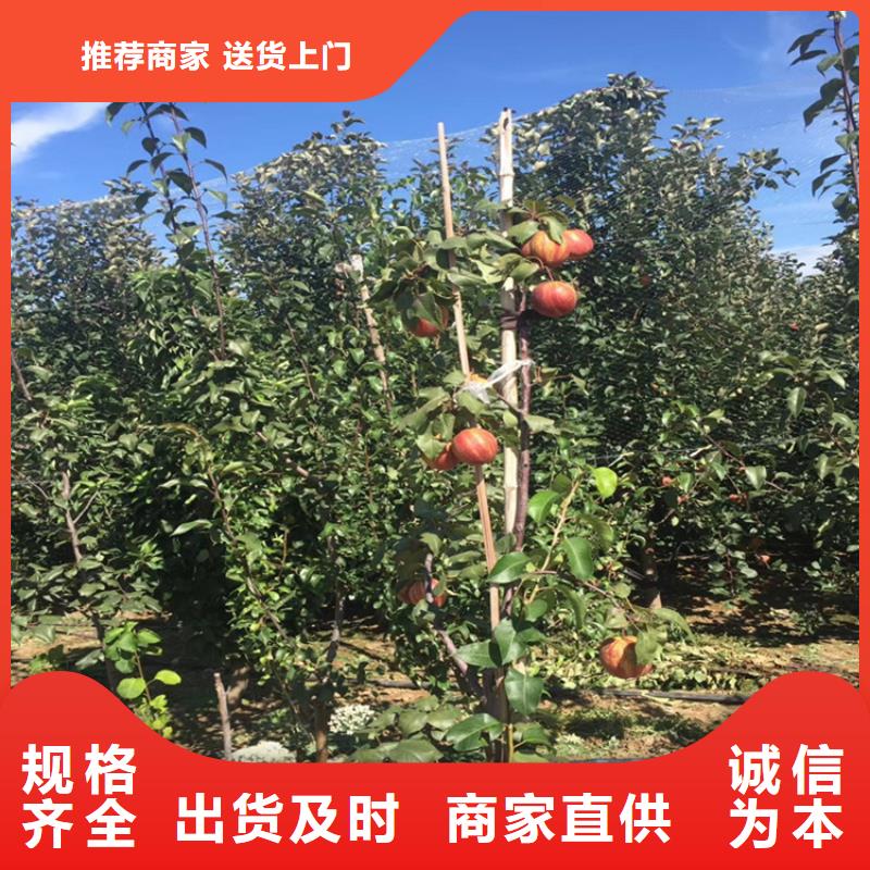 梨樹瑪瑙紅石榴苗價(jià)格有優(yōu)勢(shì)