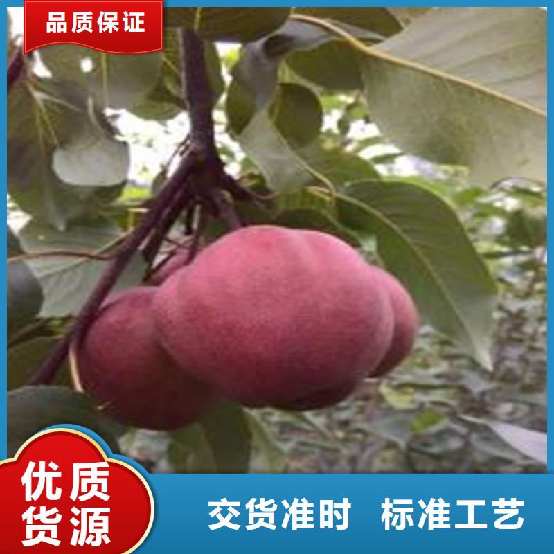 梨树梨树苗实力雄厚品质保障