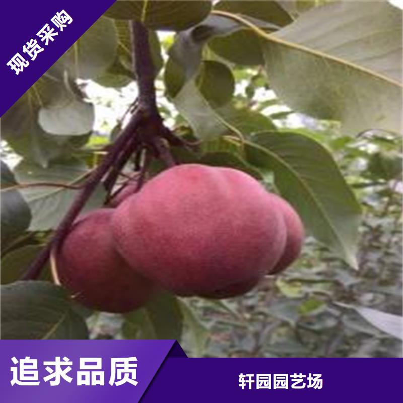 梨树,樱桃苗实力优品