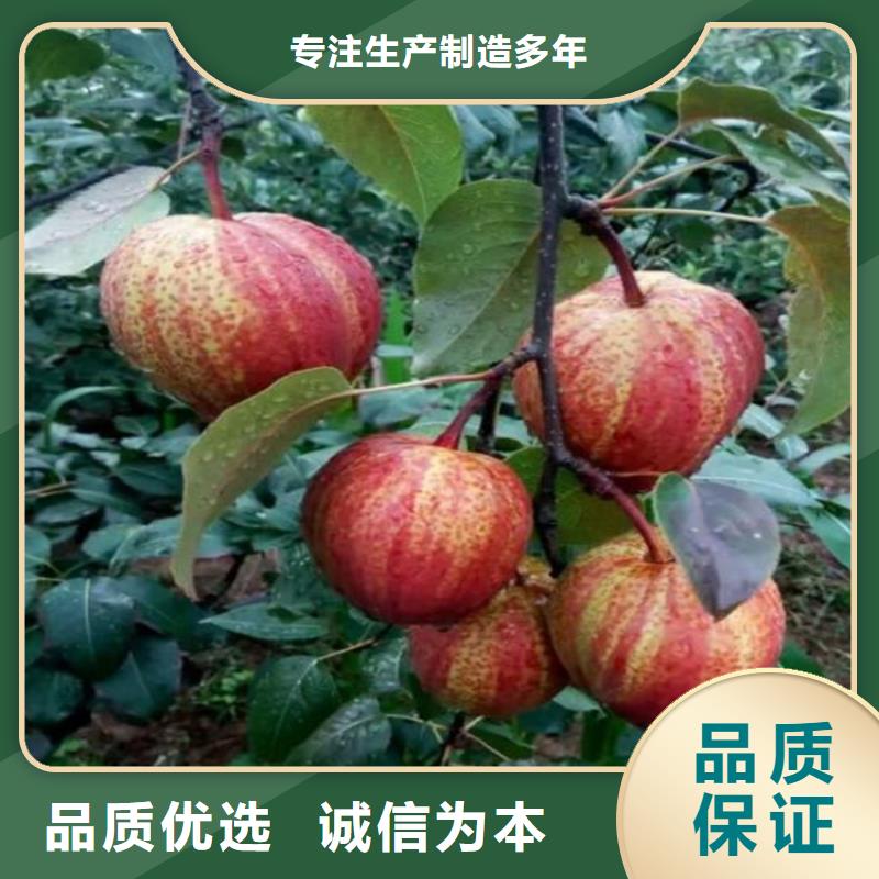 梨树梨树苗实力雄厚品质保障
