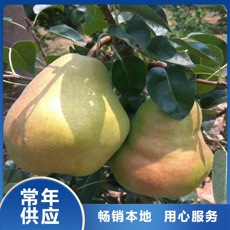 梨树,樱桃苗实力优品