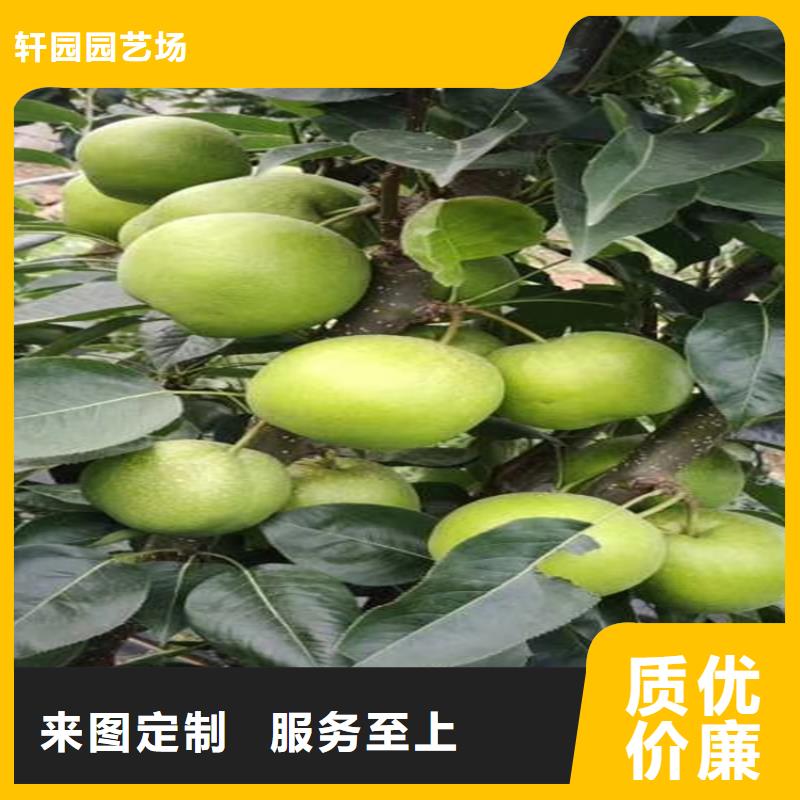 梨树,樱桃苗实力优品