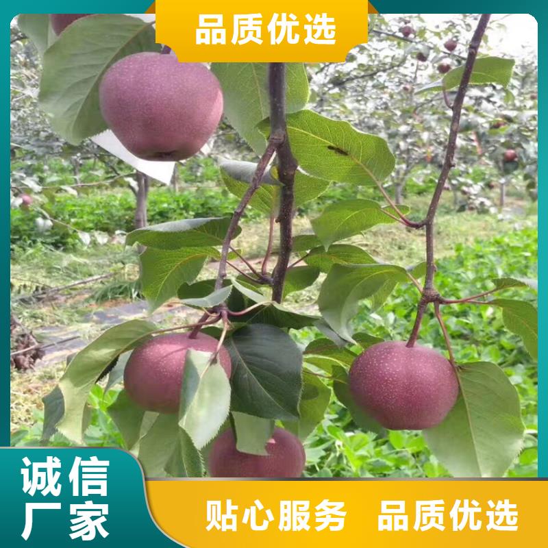 梨樹(shù),3公分石榴苗通過(guò)檢測(cè)