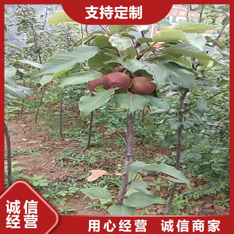 梨树梨树苗实力雄厚品质保障