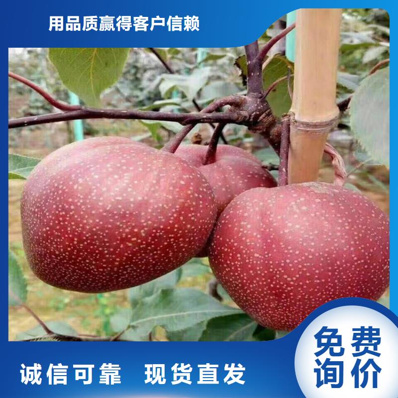 梨樹(shù),3公分石榴苗通過(guò)檢測(cè)