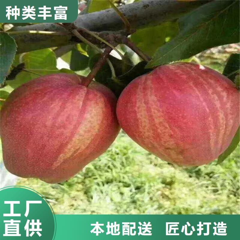 梨树梨树苗实力雄厚品质保障
