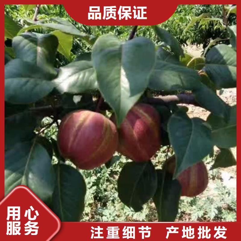 梨樹,櫻桃苗實(shí)力優(yōu)品
