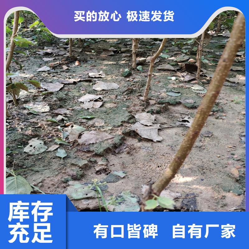 梨樹(shù),3公分石榴苗通過(guò)檢測(cè)