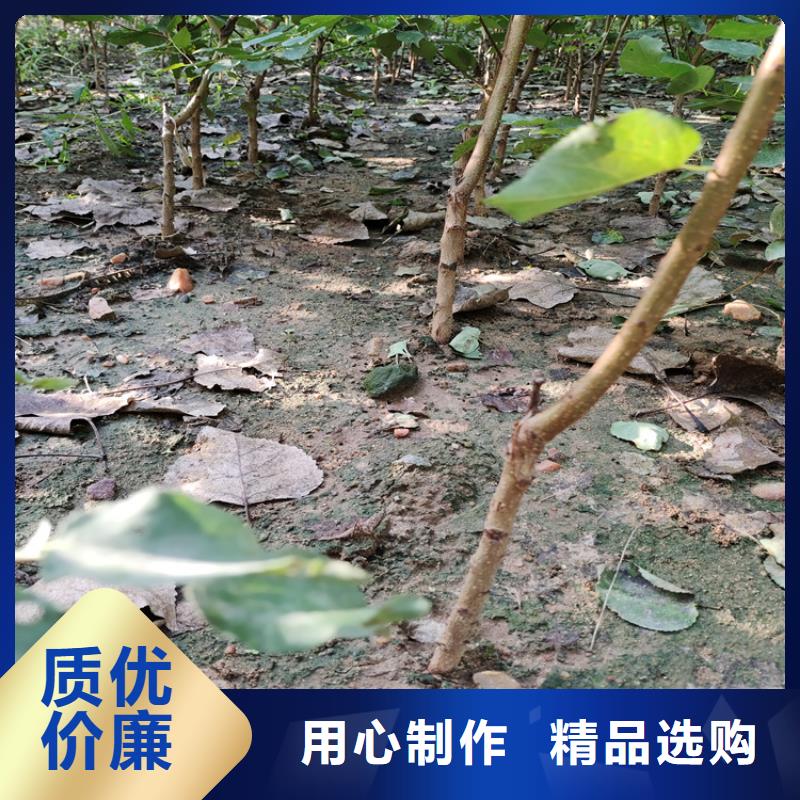 梨树梨树苗实力雄厚品质保障