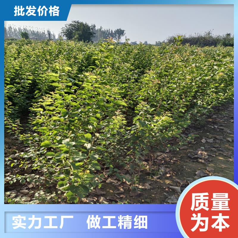 梨树梨树苗实力雄厚品质保障
