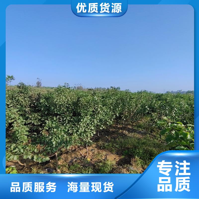梨树梨树苗实力雄厚品质保障