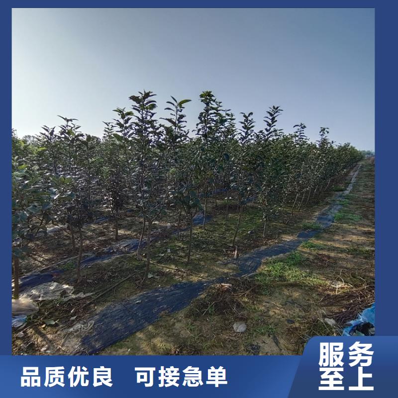 梨樹-葡萄苗拒絕中間商