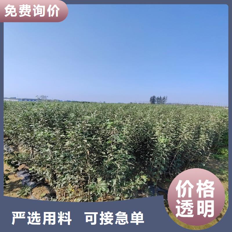 梨树梨树苗实力雄厚品质保障