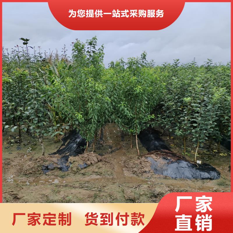梨樹桃樹苗暢銷當(dāng)?shù)?></div>
				 
					                           <!--  判斷下如果客戶有視頻，顯示這段-->
                        <div   id=