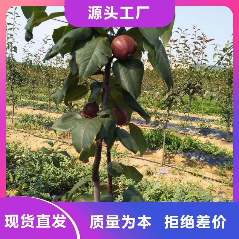 梨树,3公分石榴苗通过检测