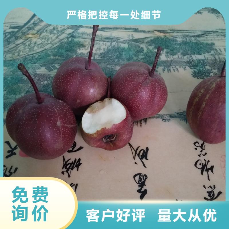 梨树苹果苗优质工艺