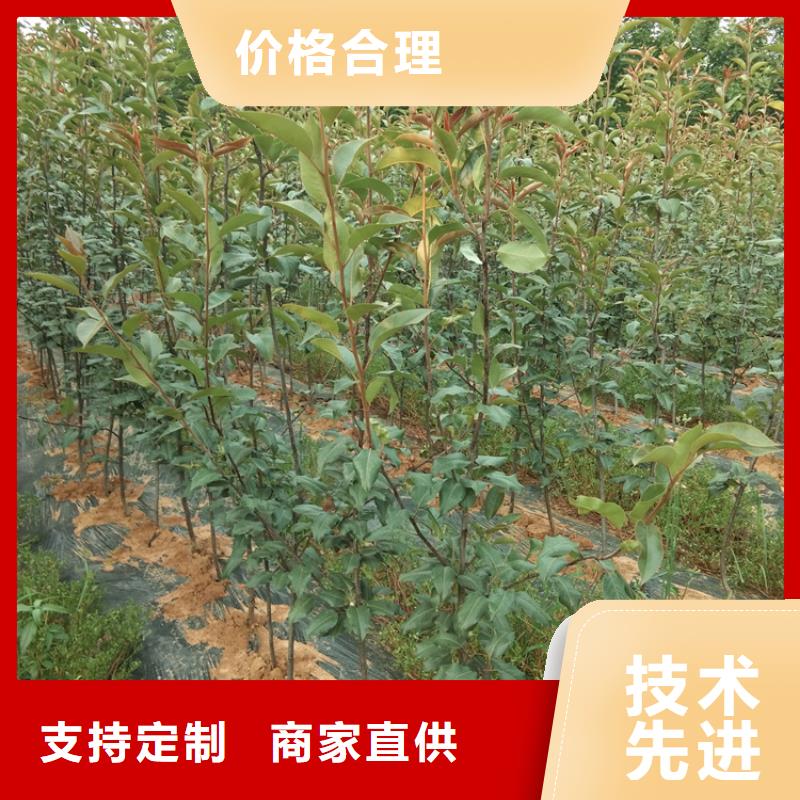 梨树梨树苗实力雄厚品质保障