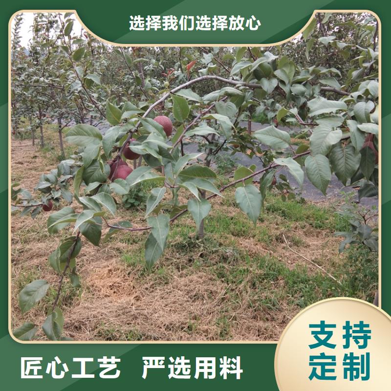 梨樹(shù)-西瓜番石榴苗物流配貨上門(mén)