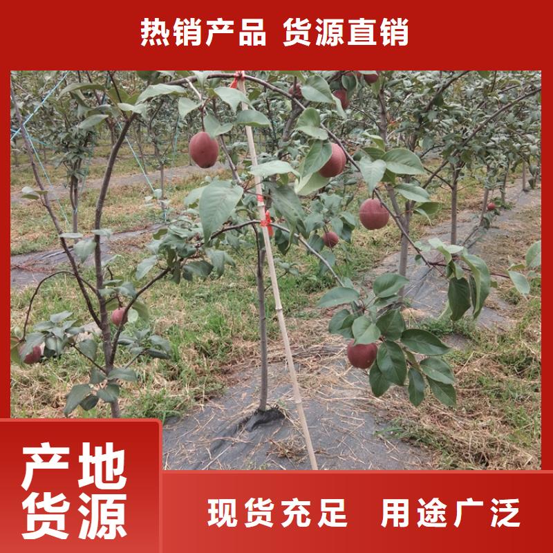 梨樹蘋果苗出廠價(jià)
