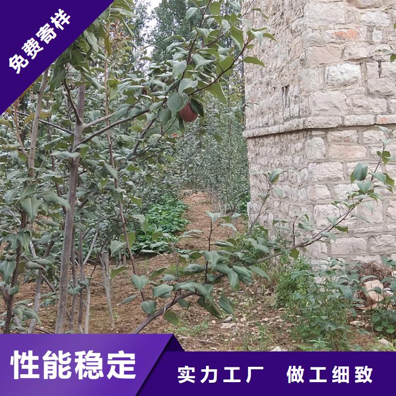 梨樹,櫻桃苗實(shí)力優(yōu)品
