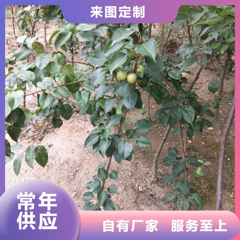 梨樹蘋果苗出廠價(jià)