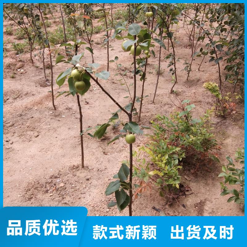 梨树苹果苗优质工艺