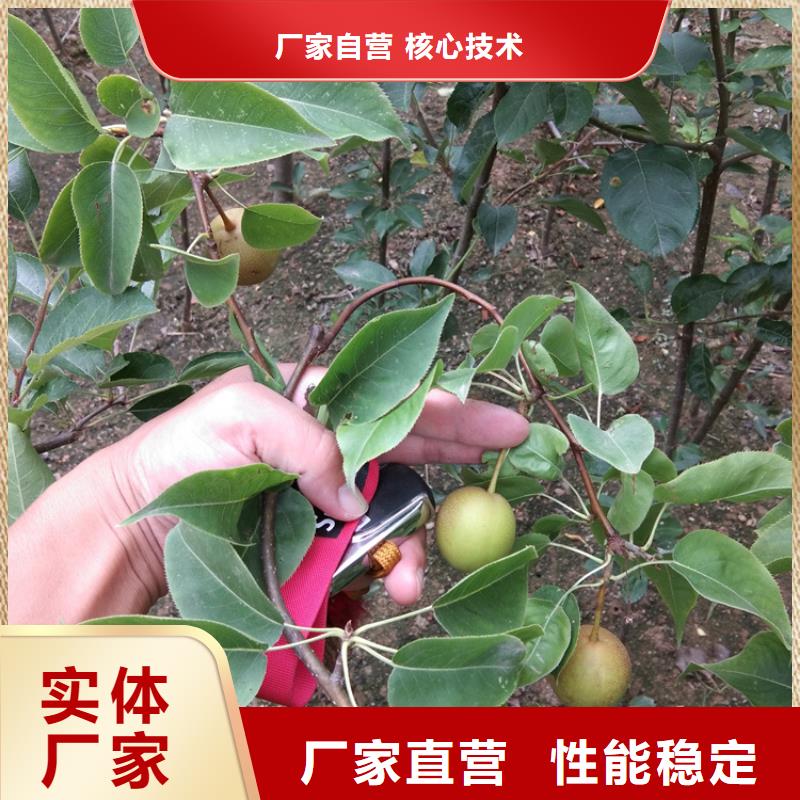梨樹-葡萄苗拒絕中間商