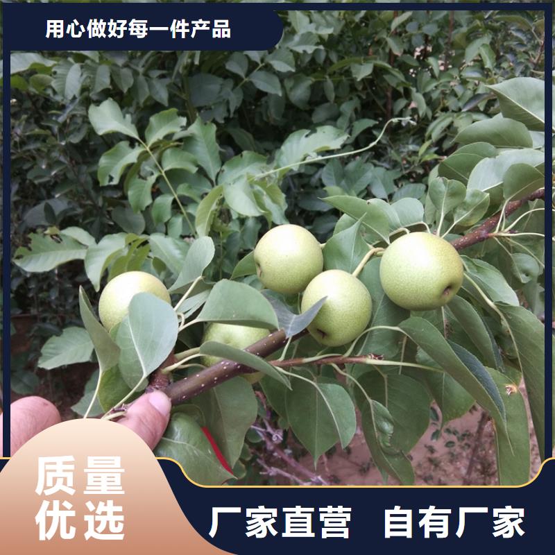 梨樹(shù)-西瓜番石榴苗物流配貨上門(mén)