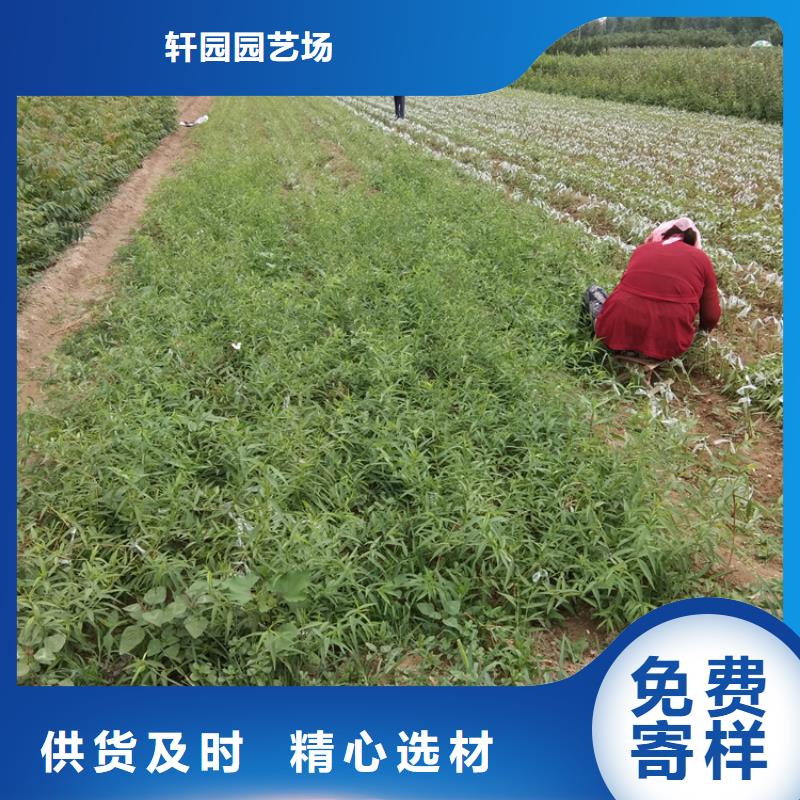 梨樹-葡萄苗拒絕中間商