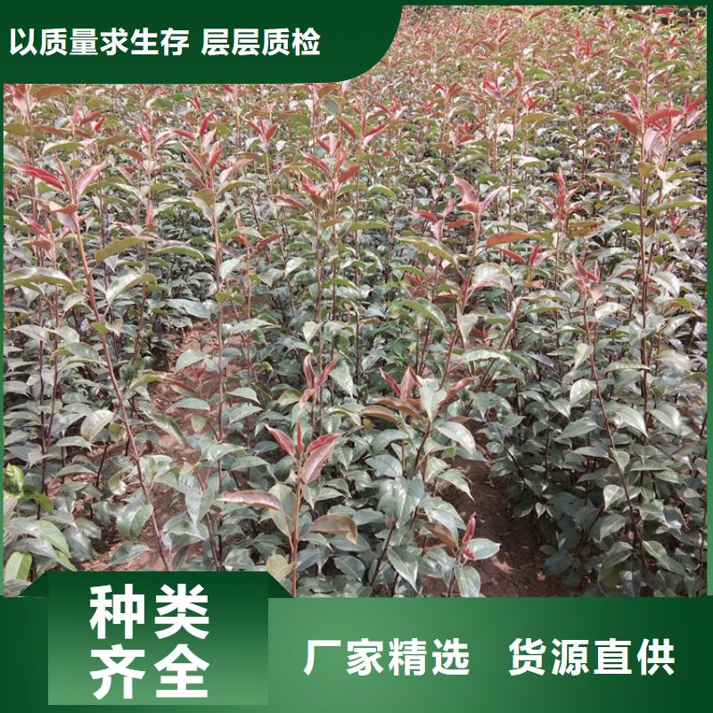 梨樹,櫻桃苗實(shí)力優(yōu)品