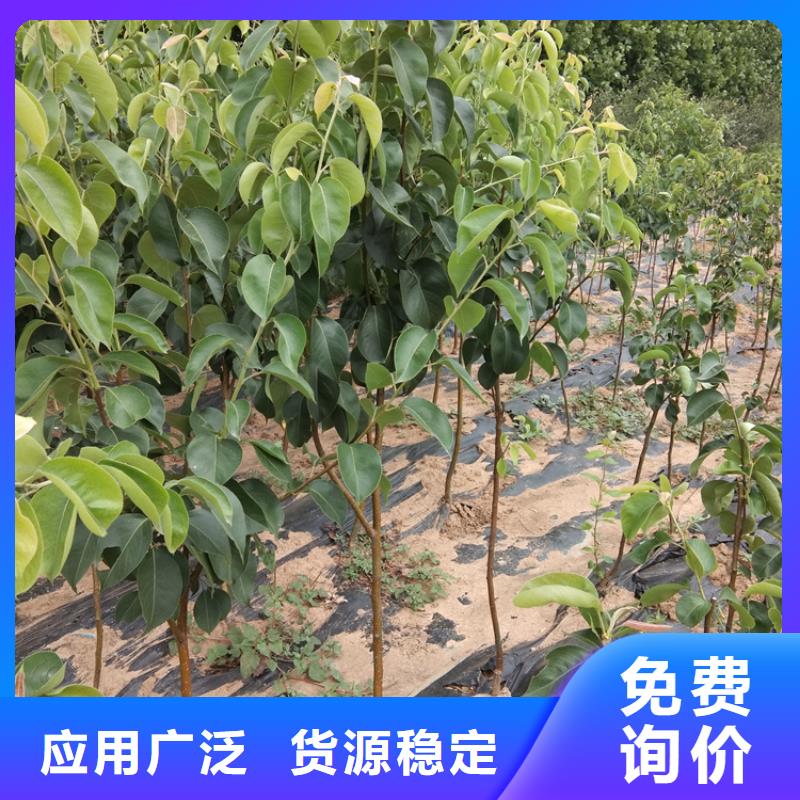 梨樹瑪瑙紅石榴苗價(jià)格有優(yōu)勢(shì)