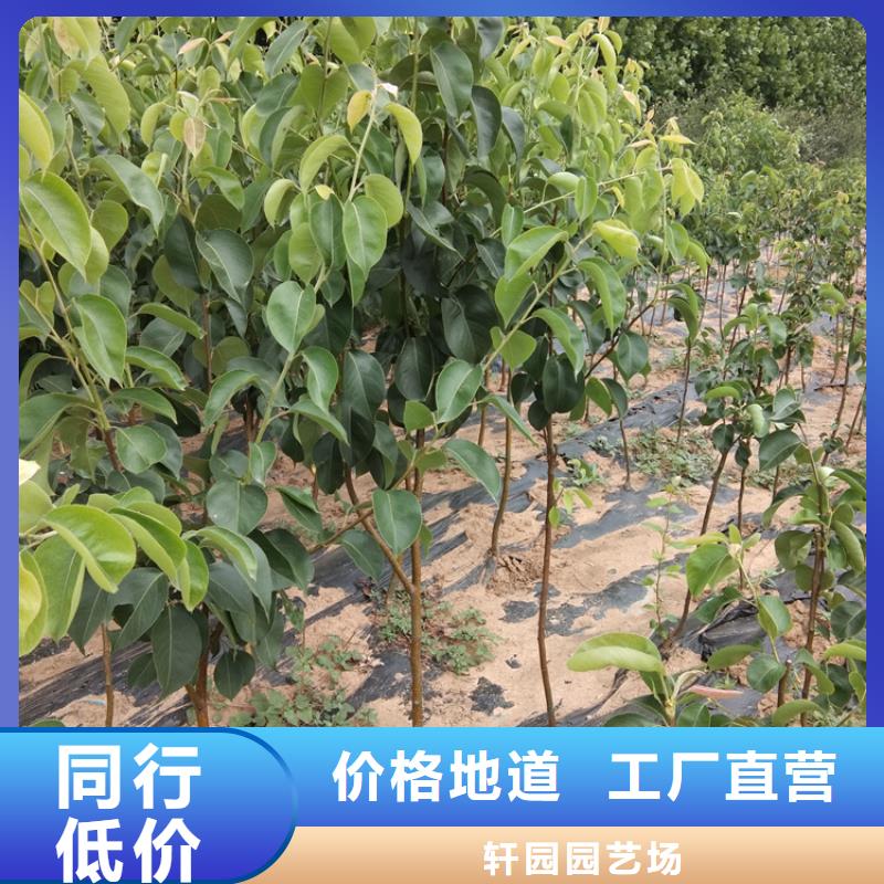 梨树,3公分石榴苗通过检测